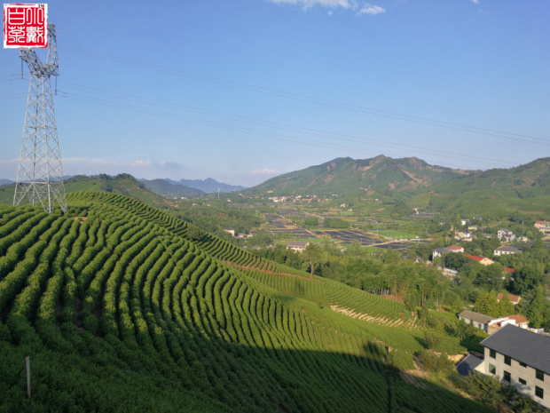 中国白茶小镇 小戴白茶基地