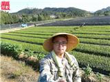 茶苗培養 施肥 聯系：15088376008 黃金葉茶苗 安吉白茶苗 