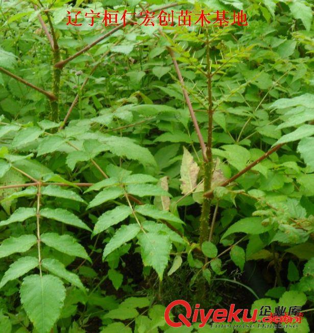 刺嫩芽苗一畝地多少棵
