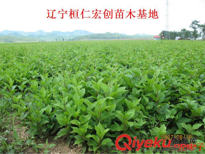 五味子苗  五味子基地