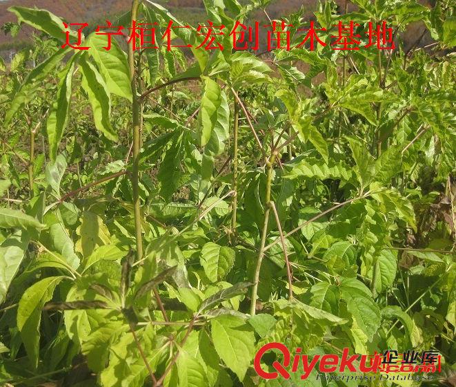 刺五加1-2年苗