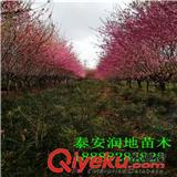 龍柱碧桃 菊花碧桃小苗 紅葉碧桃基地