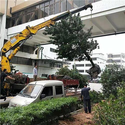 道路绿化移植，存活率百分百