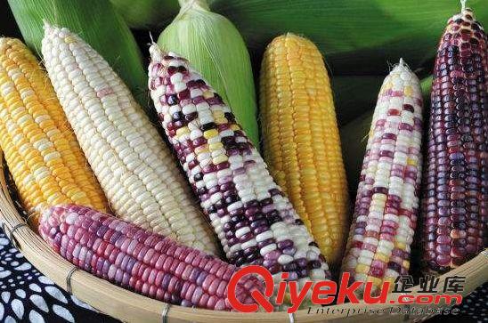 沈陽玉米種子種成玉米的制作方法