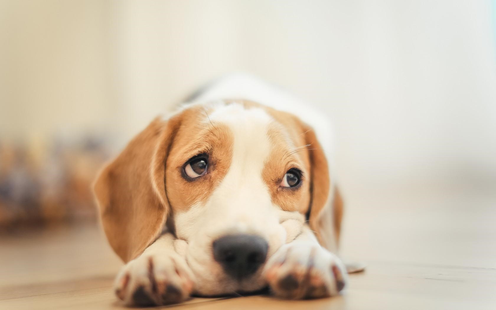美國(guó)可卡犬的基本美容方法