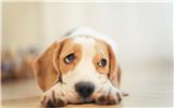 美國可卡犬的基本美容方法