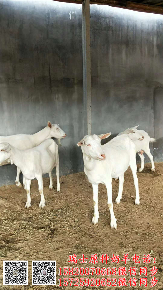 河南奶山羊多少錢