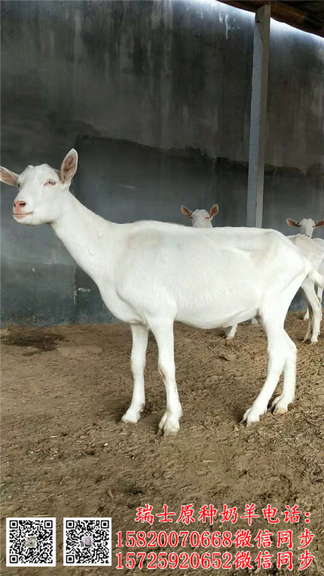 鄭州莎能奶山羊