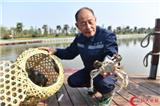 崇明清水蟹上午開捕！“烏小蟹”已長成3.5兩以上的“大塊頭” 
