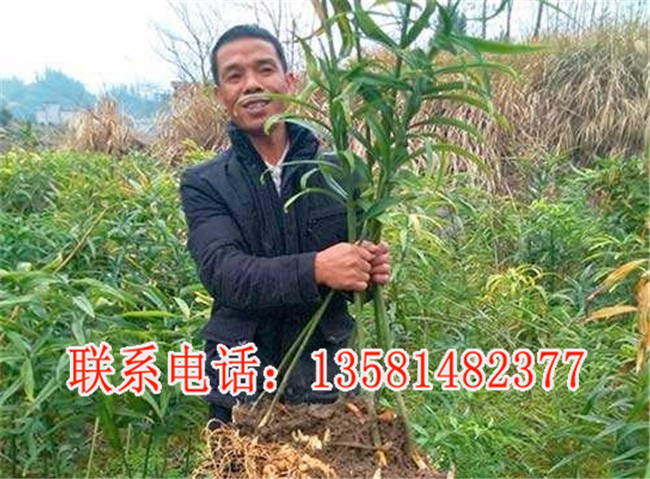 黄精的种植条件及价格