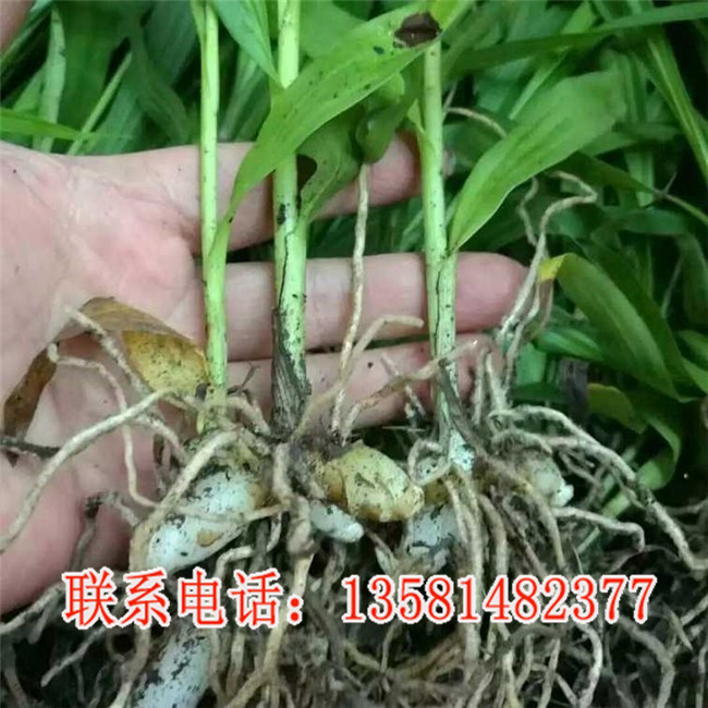 种植白芨需要多少本钱