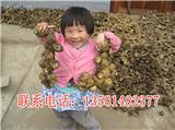 怎樣種植滇黃精
