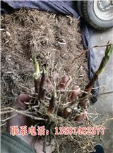 天津白芨種植基地
