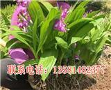 白芨種植哪里好