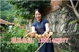 怎么種植黃精種子