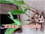 種植白芨要多少錢