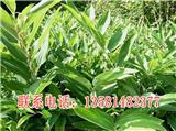 遼寧黃精種植基地