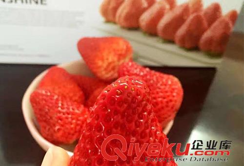 丹東九九草莓的生長環(huán)境特點