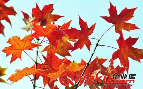 沈陽五角楓苗木的栽植技術