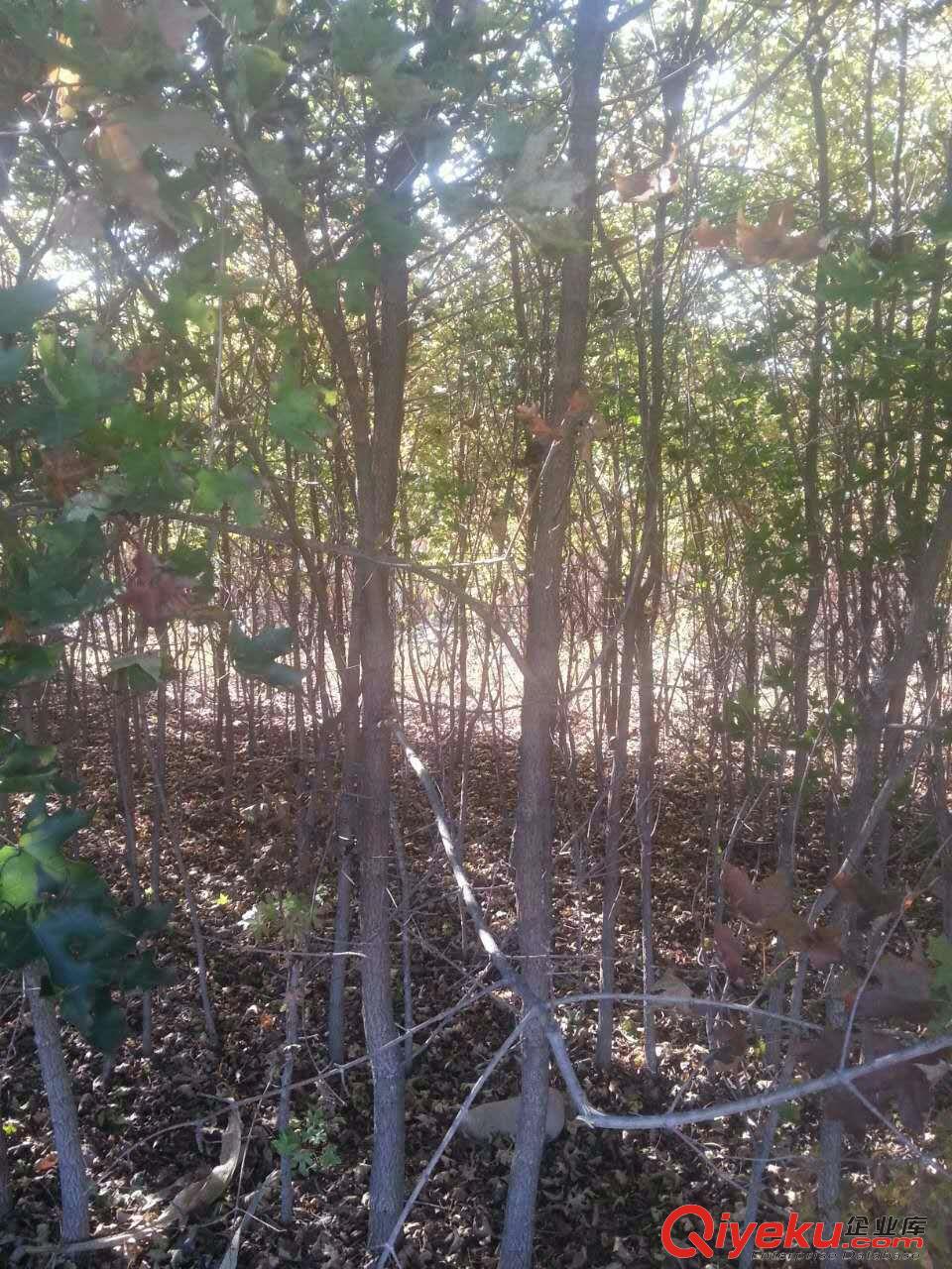 五角楓苗木的播種方式