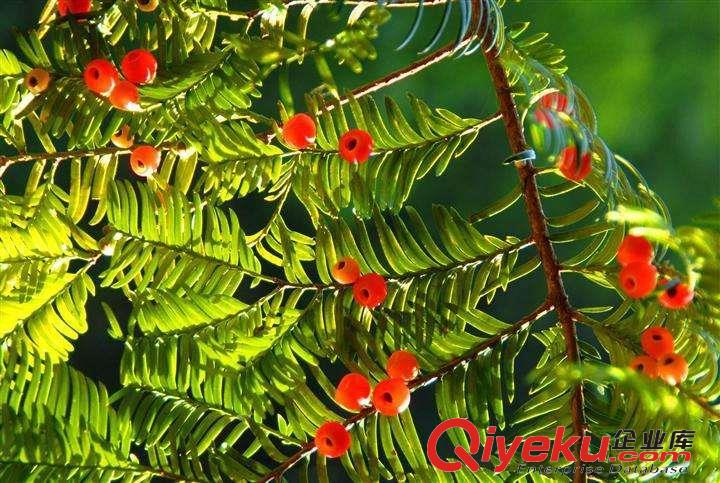 東北紅豆杉苗木的簡單介紹
