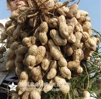 高产超吨花生产品-苹果苗价格-中国农业倍增研究所