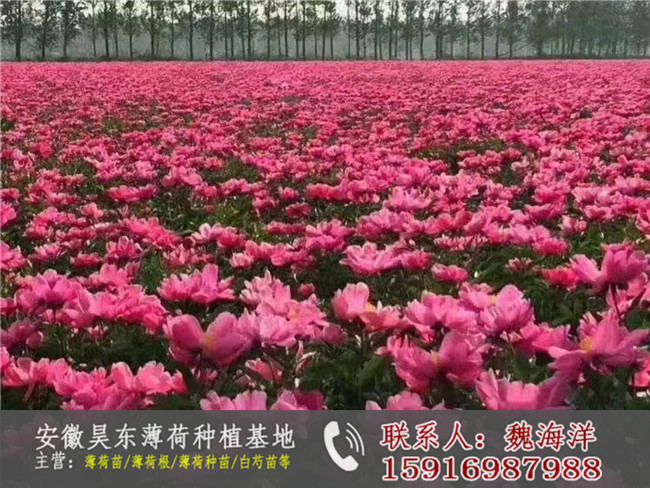 福建白芍苗