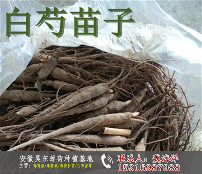 广东薄荷根