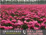 南昌薄荷種苗種植基地