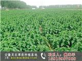 安徽薄荷苗種植