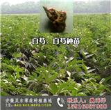 南昌薄荷苗種植