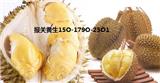 菲律賓菠蘿進口清關