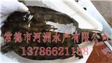 北京中華草龜批發(fā)-河洲水產(chǎn)貿(mào)易