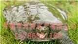 沈陽甲魚苗批發(fā)-河洲水產(chǎn)貿(mào)易