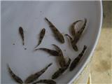 雜交筍殼魚苗批發筍殼魚苗泰國筍殼魚苗批發