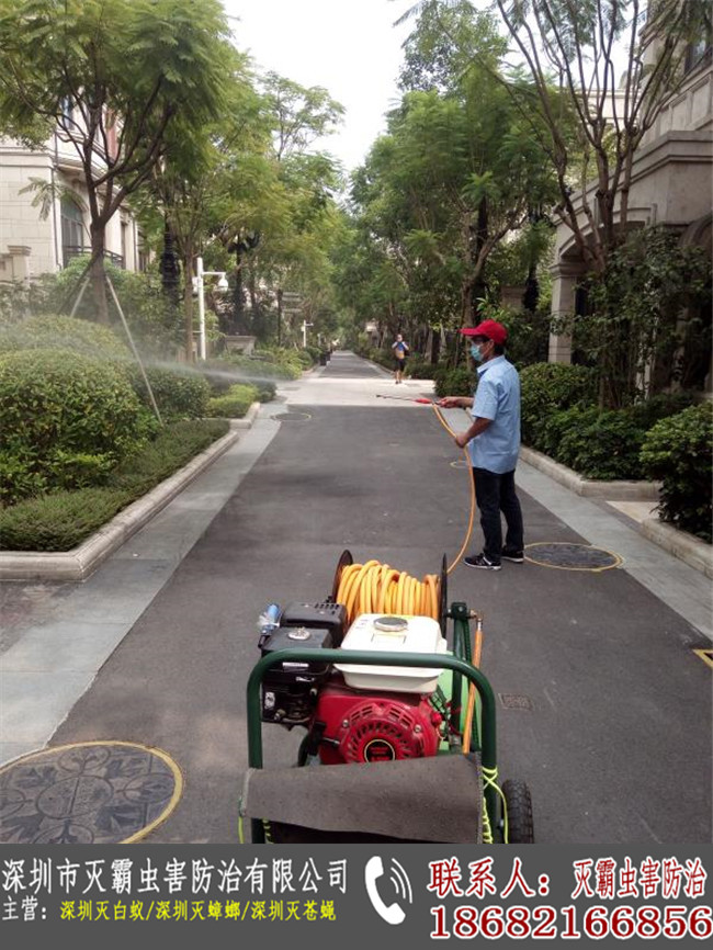 深圳市罗湖区食堂专业灭白蚁