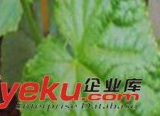 沈陽(yáng)葉面肥的作用特點(diǎn)