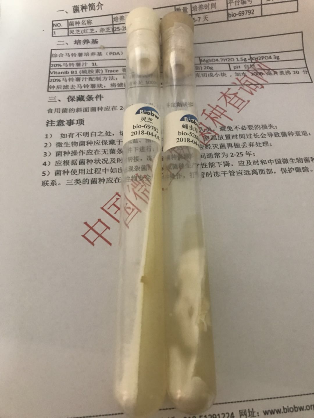 基利恩帚枝霉中国微生物菌种查询网 