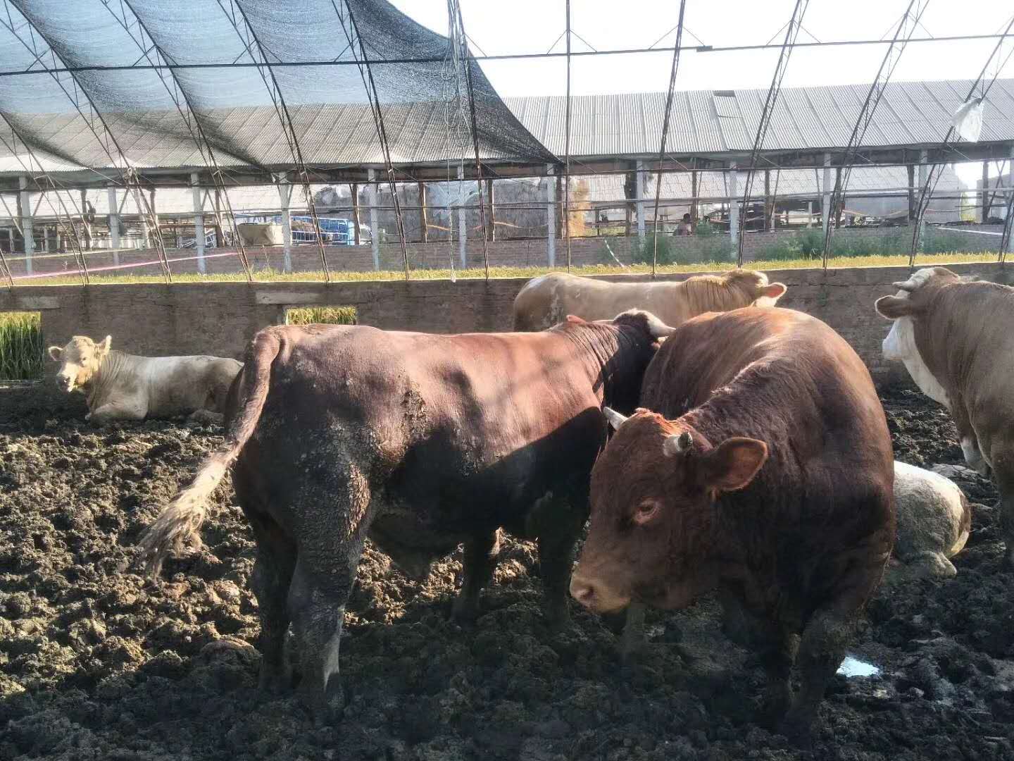 天津肉牛预混料厂家