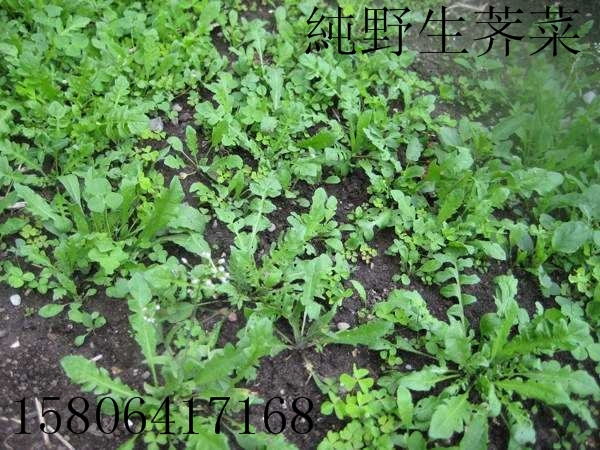 优质野菜种子济南批发 大叶荠菜种子