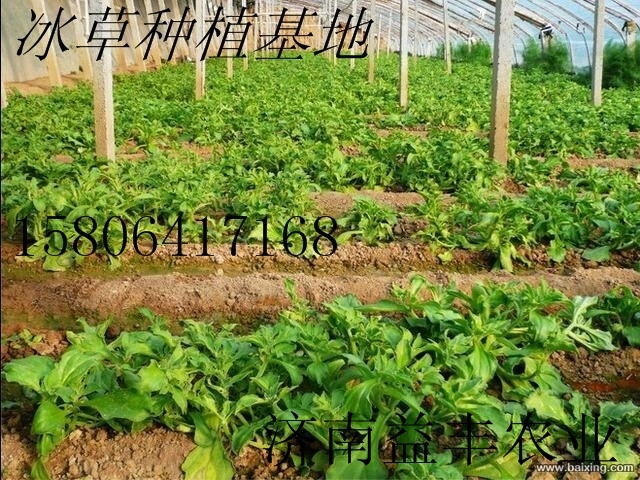 保健蔬菜 非洲冰草種子