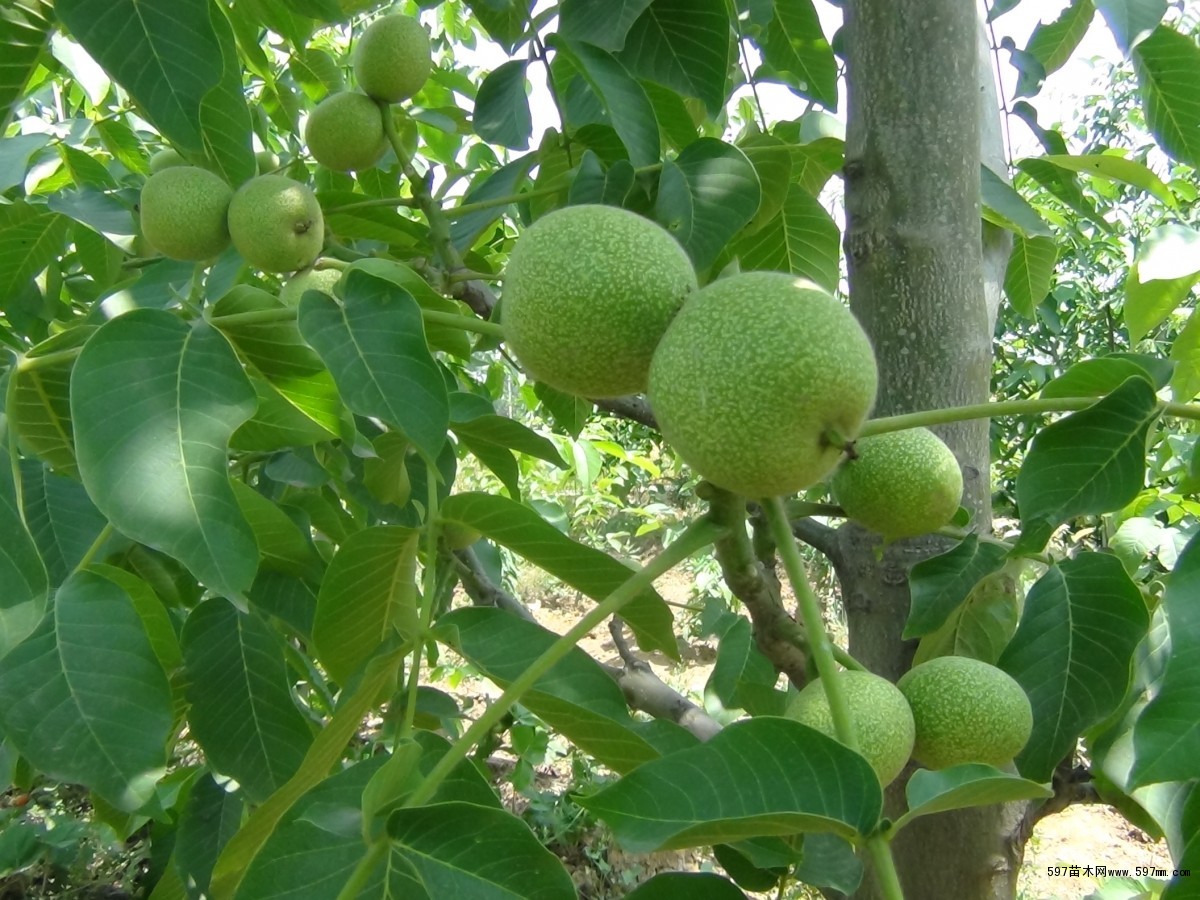  一畝地種多少核桃樹苗 適合那里種植核桃苗