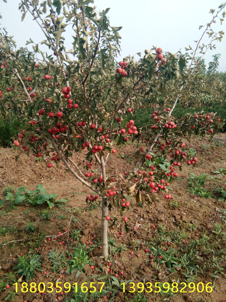  山楂樹，核桃樹3公分櫻桃樹，棗樹，柿子樹，石榴樹，蘋果樹