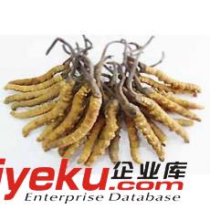 和平門回收冬蟲夏草地址13581832588北京回收禮品