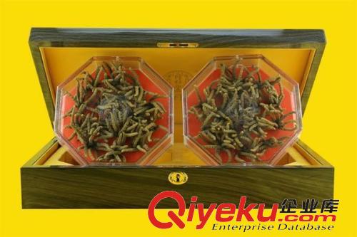 崇文區(qū)回收冬蟲夏草13611114534收購北京同仁堂蟲草