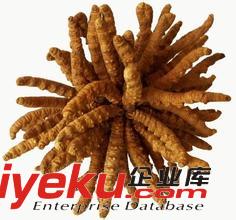 豐臺區回收冬蟲夏草13611114534豐臺哪里回收蟲草