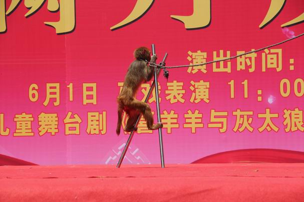 吳橋馬戲猴子表演+吳橋縣觀道創(chuàng)意文化雜技團(tuán)原始圖片3