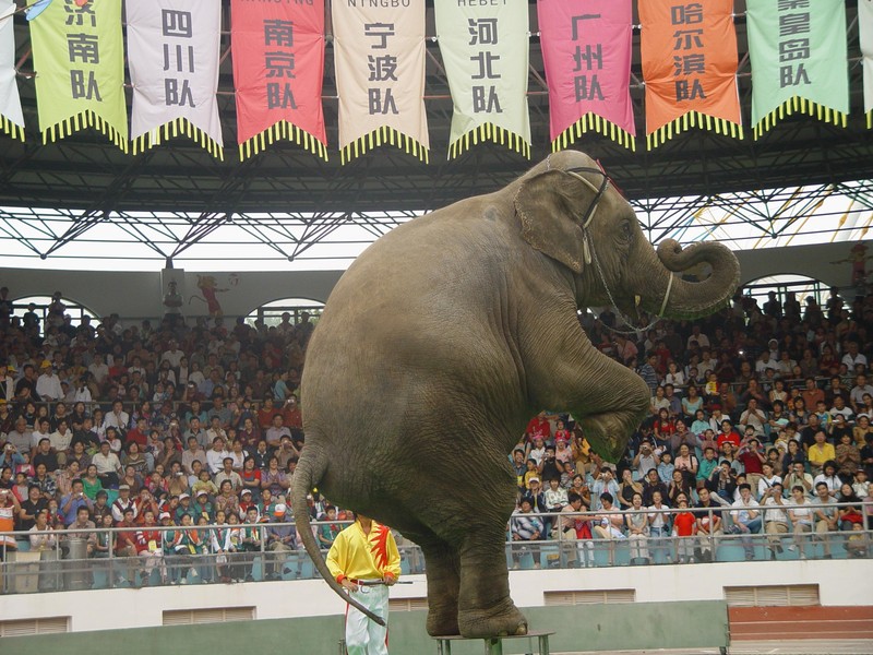 供應吳橋馬戲大象表演+吳橋縣觀道創意文化雜技團