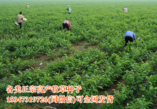 牧草种子进货渠道价格便宜的地方纯正皇竹草黑麦墨西哥玉米苜蓿种子