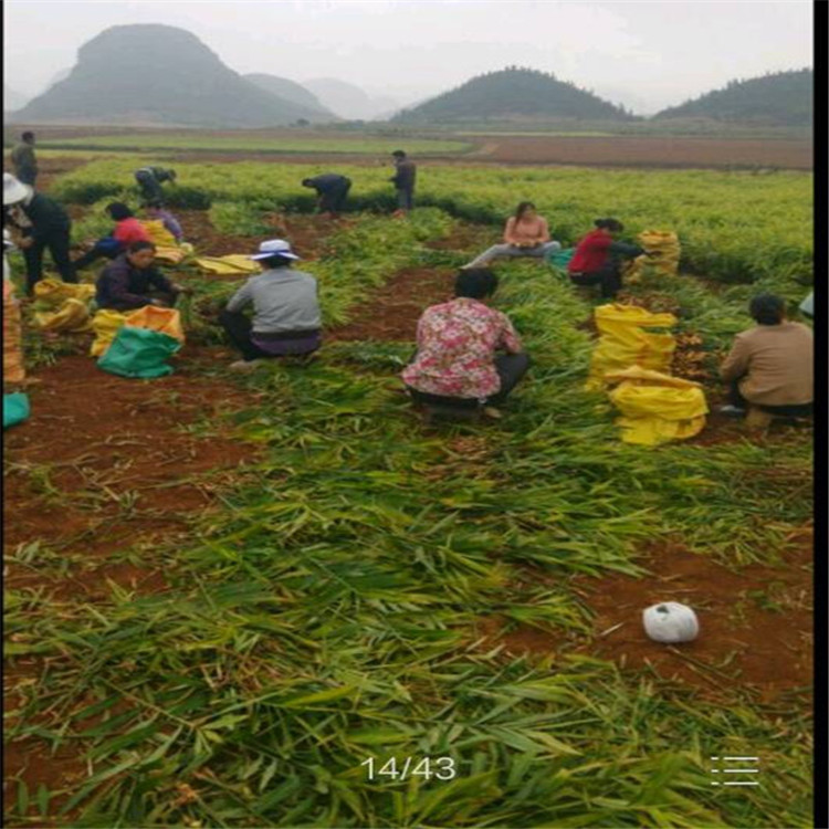 供應云南羅平小黃姜鮮姜批發(fā)生姜